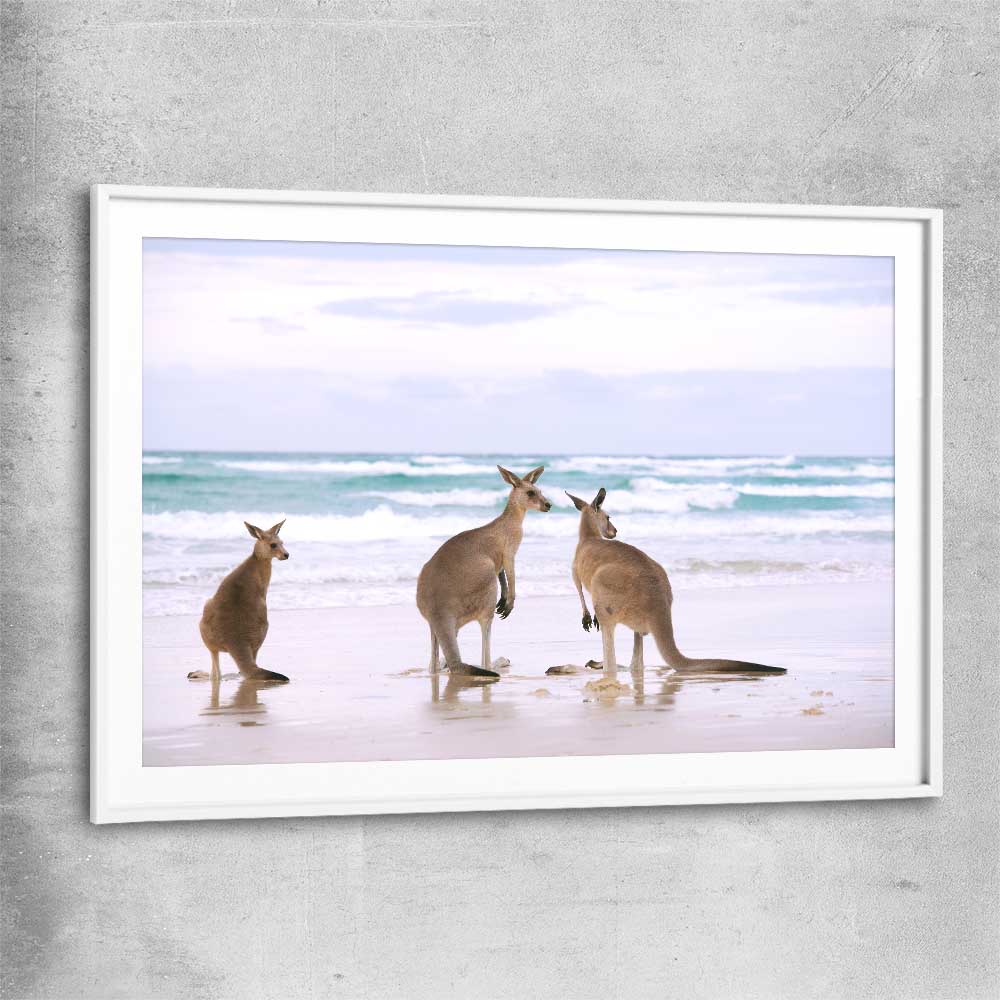 Animal wall art and canvas prints of Kangaroo Couple with white glass front frame