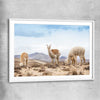 Animal wall art and canvas prints of Llamas in Peru with white glass front frame