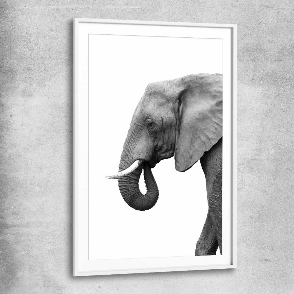 Animal wall art and canvas prints of Lone Elephant with white glass front frame