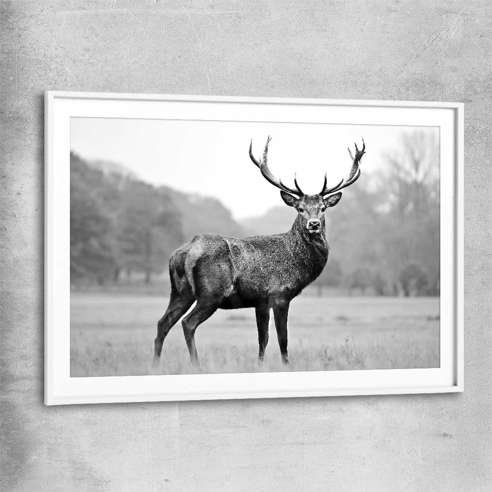 Animal wall art and canvas prints of Majestic Red Deer with white glass front frame