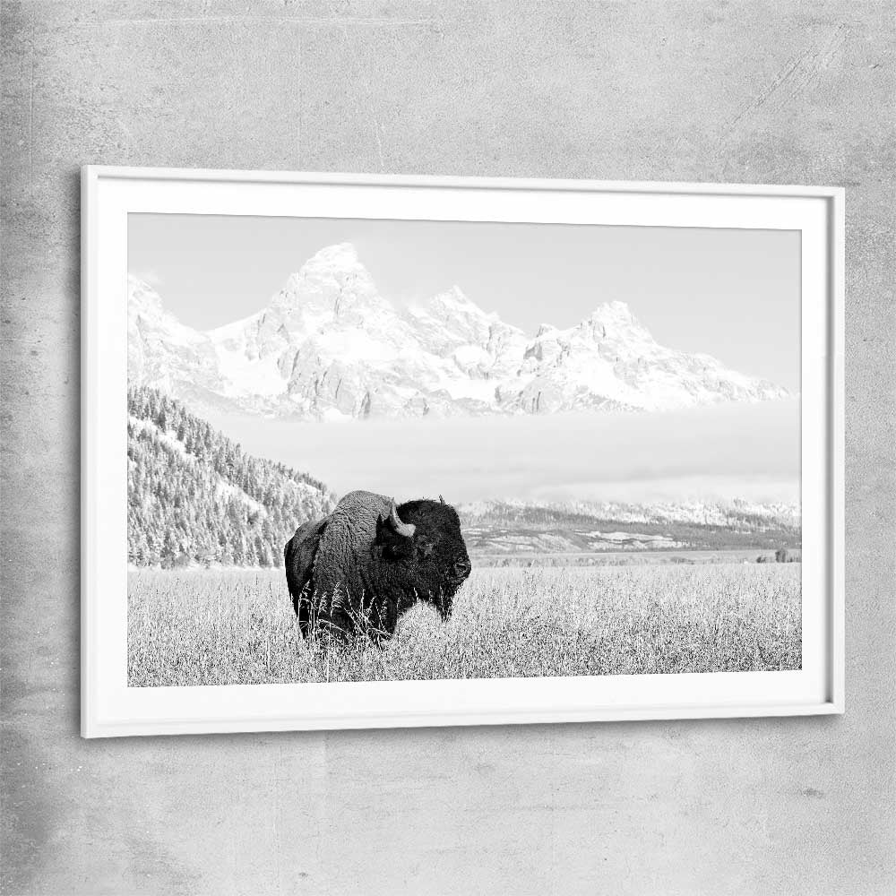 Animal wall art and canvas prints of Mountain Bison with white glass front frame