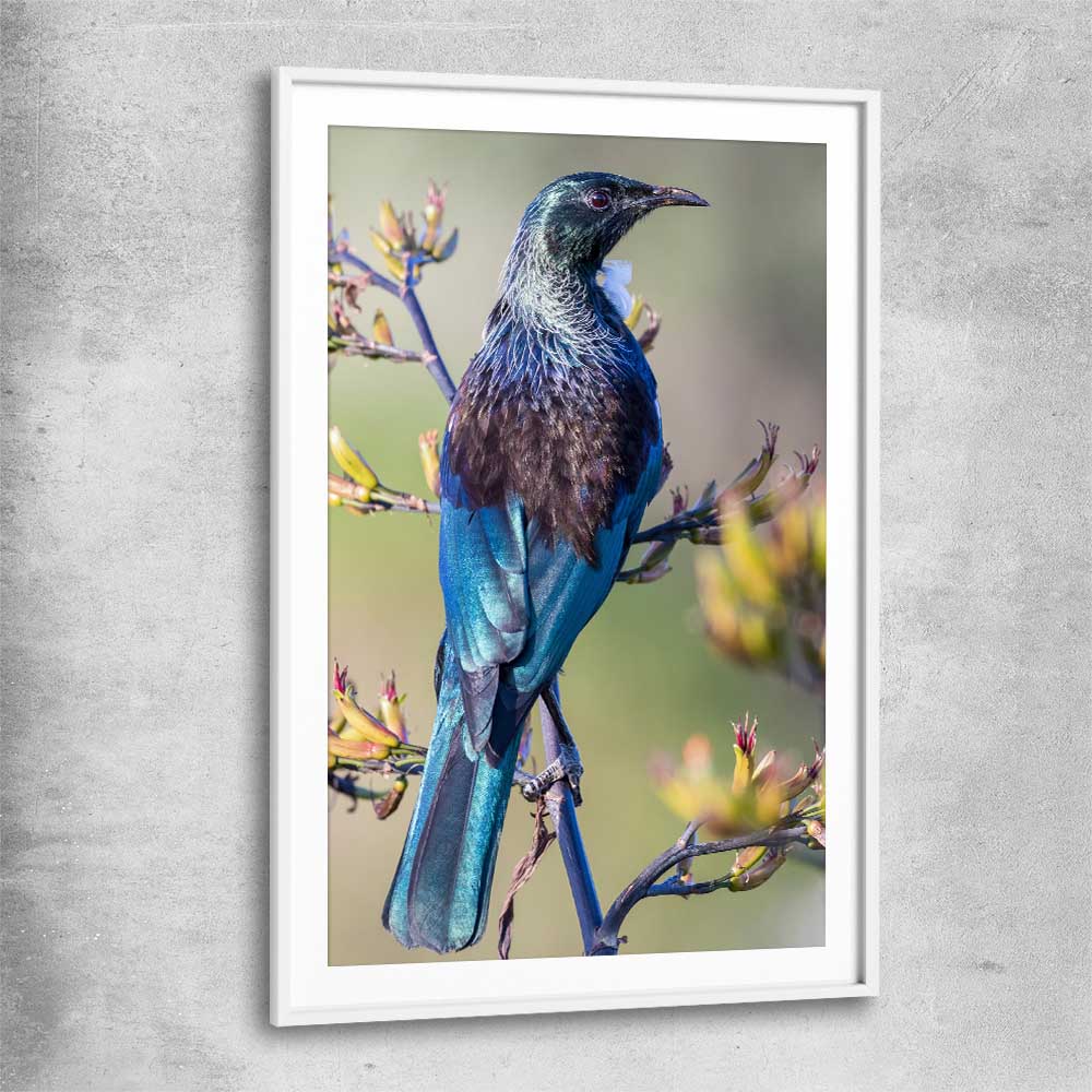 Animal wall art and canvas prints of New Zealand Tui with white glass front frame