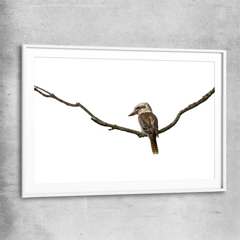 Animal wall art and canvas prints of Perched Kookaburra with white glass front frame