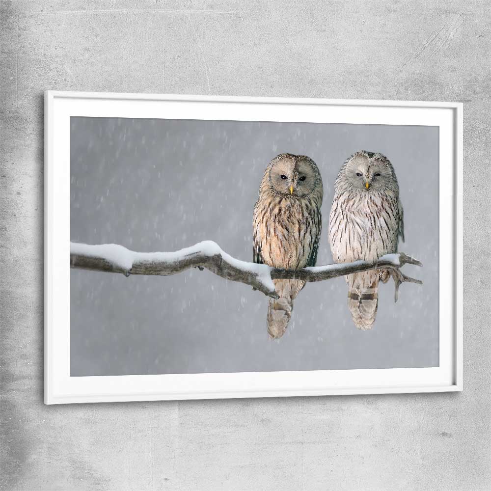 Animal wall art and canvas prints of Perched Owls with white glass front frame