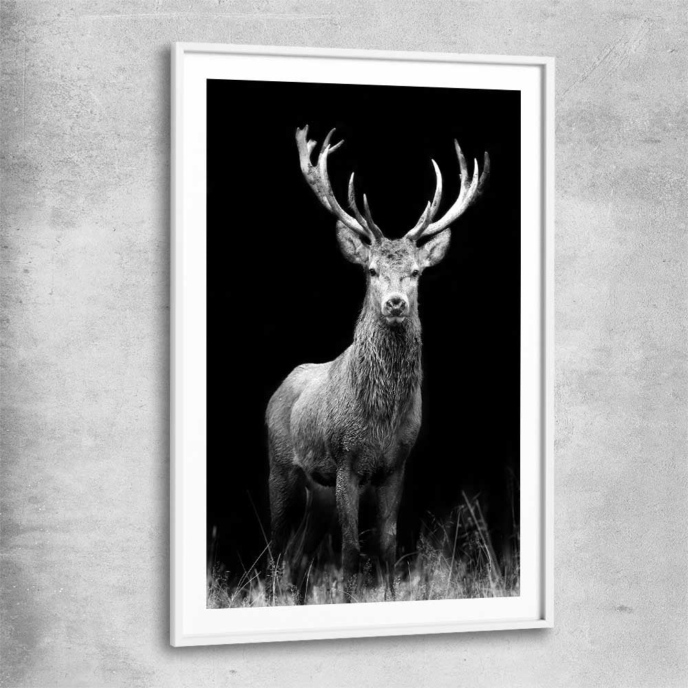 Animal wall art and canvas prints of Red Deer Gaze with white glass front frame