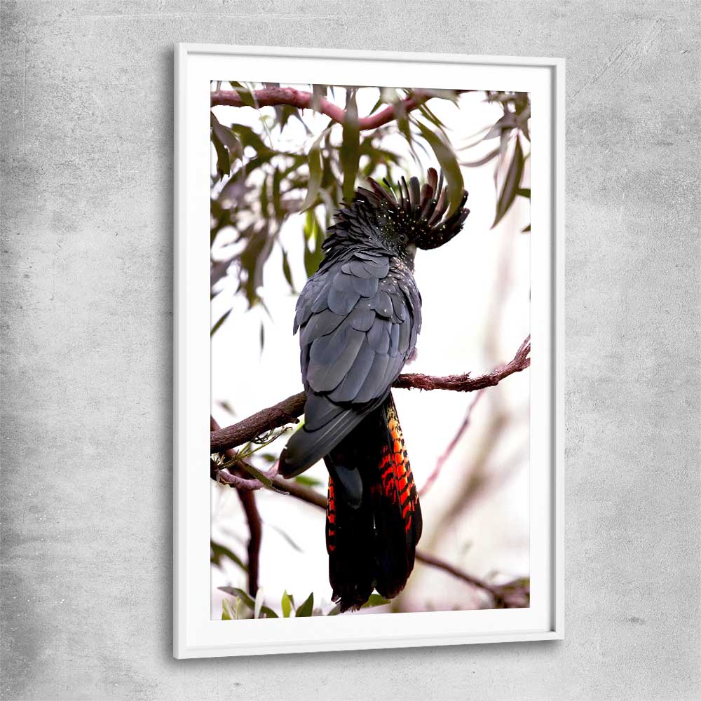 Animal wall art and canvas prints of Red Tail Cockatoo with white glass front frame