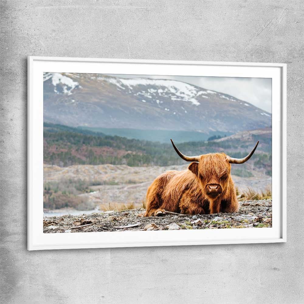 Animal wall art and canvas prints of Relaxing Highland with white glass front frame