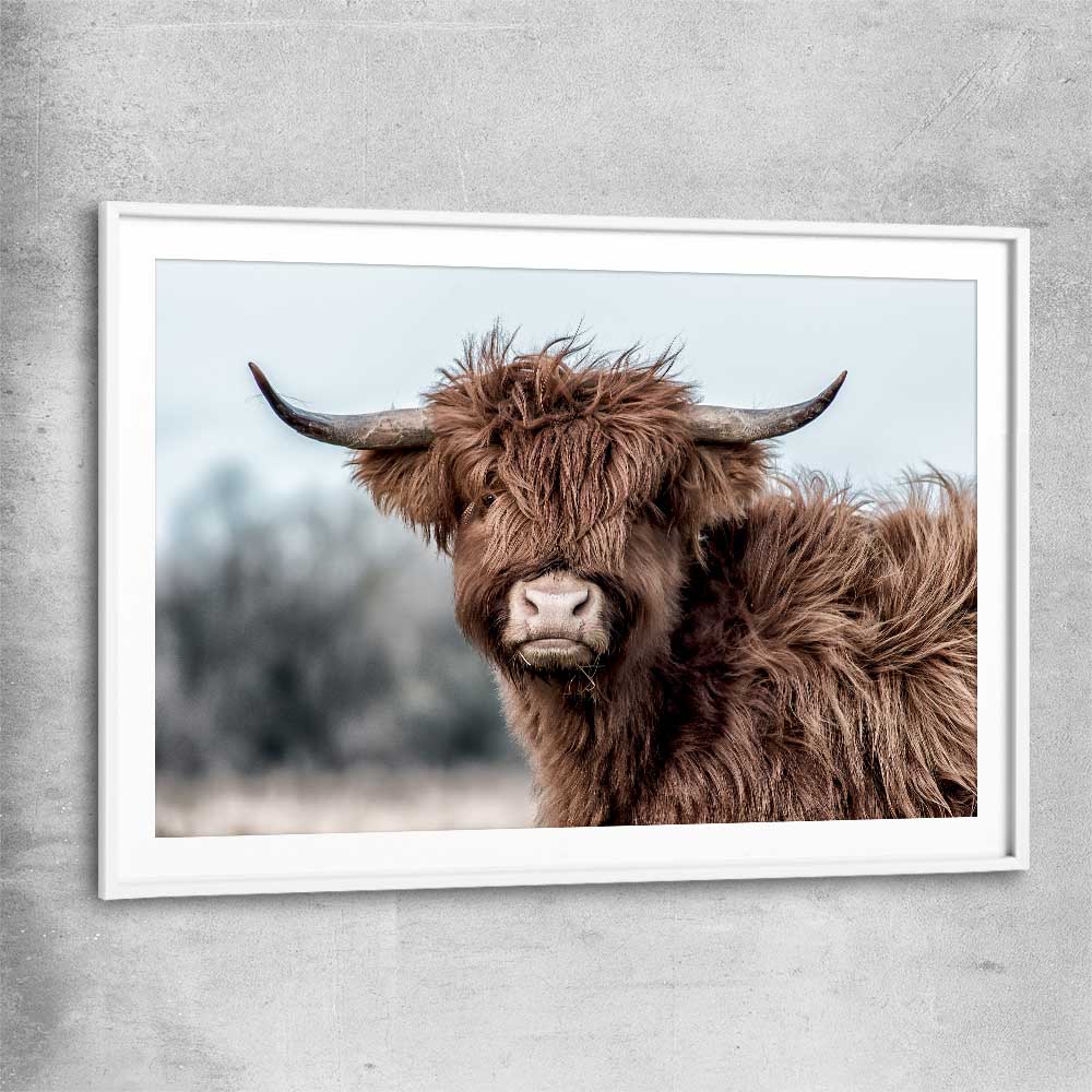 Animal wall art and canvas prints of Scottish Highland with white glass front frame