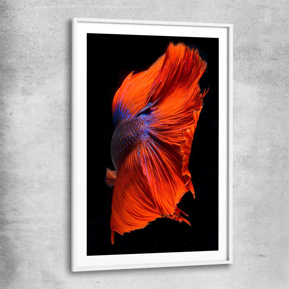 Animal wall art and canvas prints of Siamese Fighter with white glass front frame
