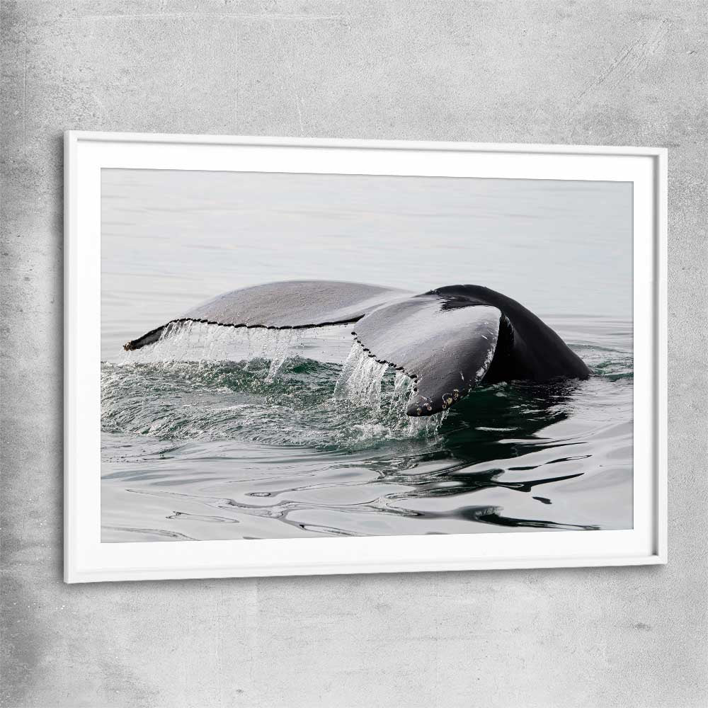 Beach and coastal wall art print of Humpback Whale with white glass front frame