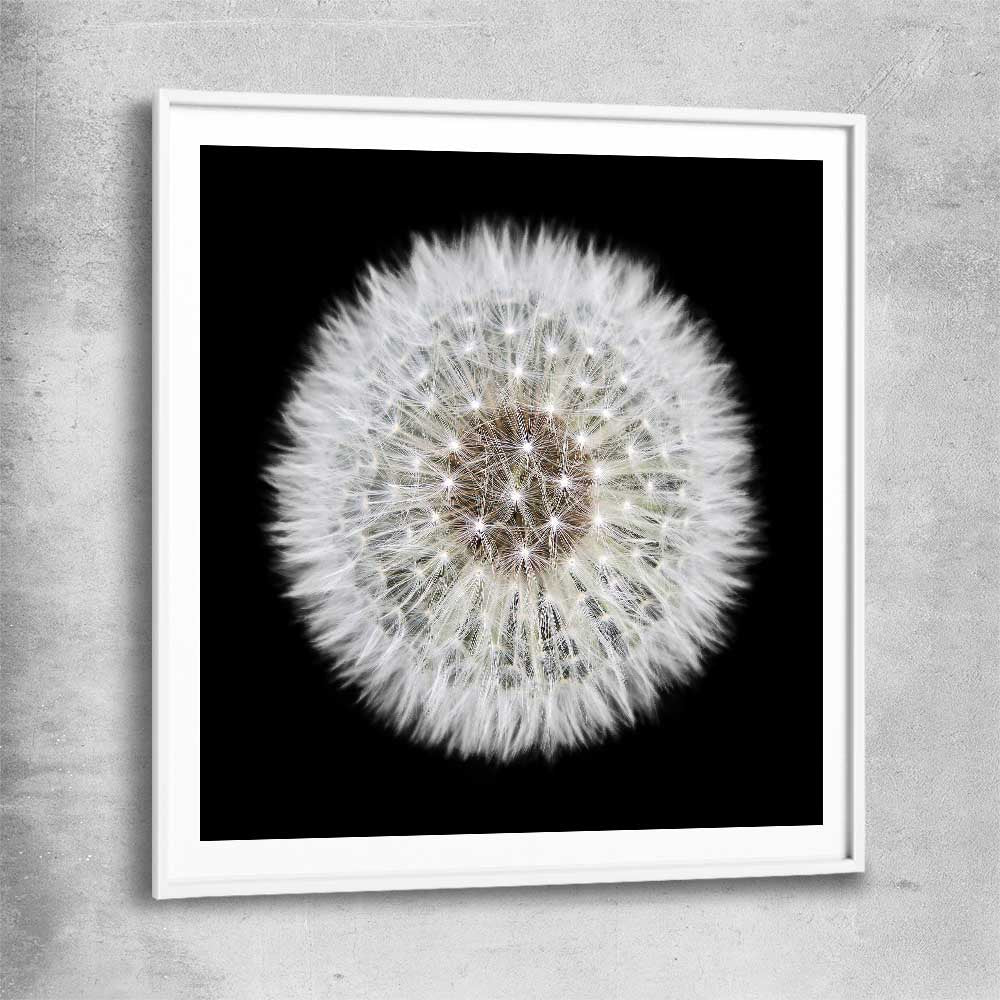 Inspirational wall art print of Isolated Dandelion with white glass front frame