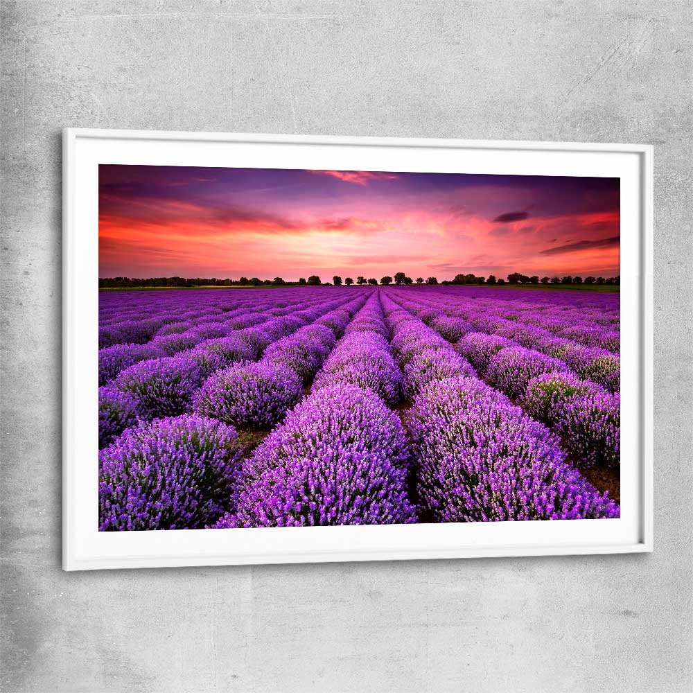 Floral print of Lavender Field with white glass front frame