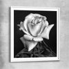 Floral print of Monochrome Rose with white glass front frame