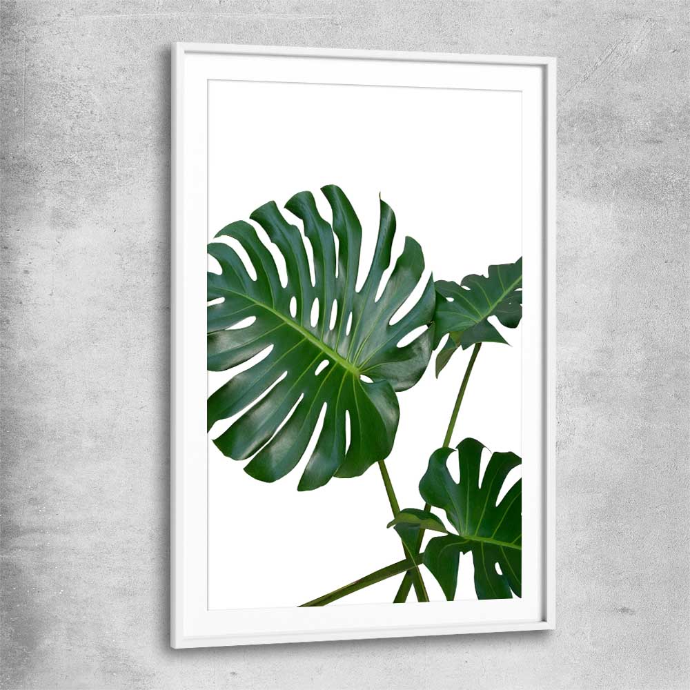 Floral print of Monstera Leaf Two with white glass front frame