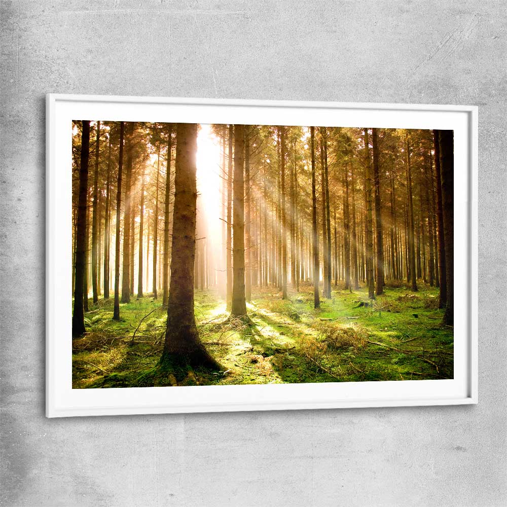 Floral print of Pine Forest Sunrise with white glass front frame