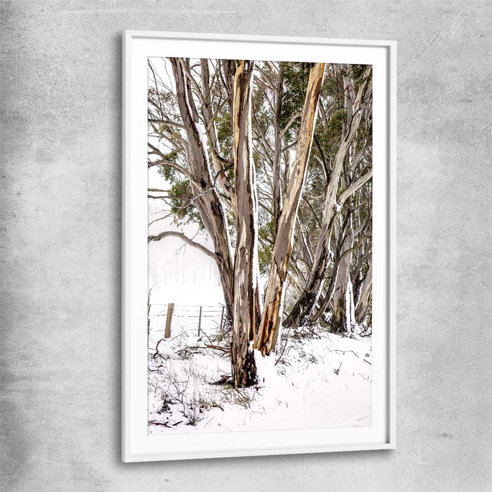 Floral print of Snowy Gumtrees with white glass front frame