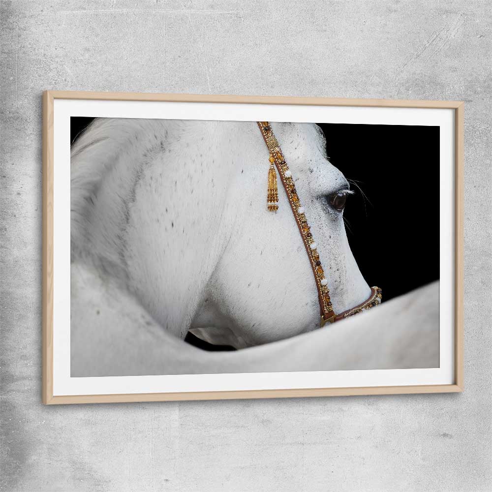 Animal wall art and canvas prints of Arabian Horse with raw oak glass front frame