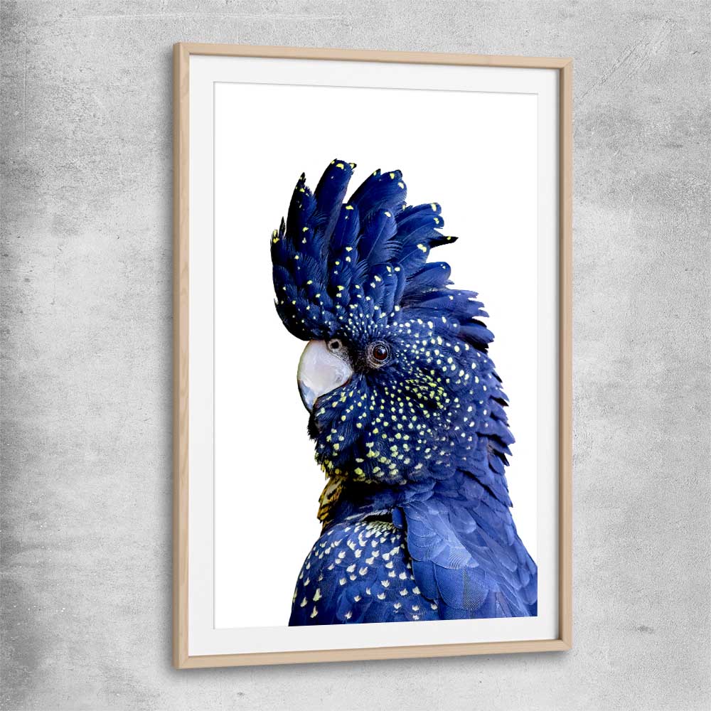 Animal wall art and canvas prints of Black Cockatoo One with raw oak glass front frame