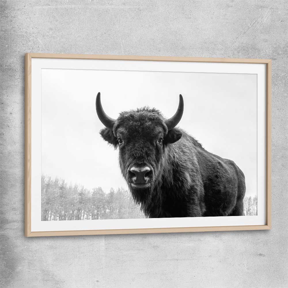Animal wall art and canvas prints of Buffalo Gaze with raw oak glass front frame