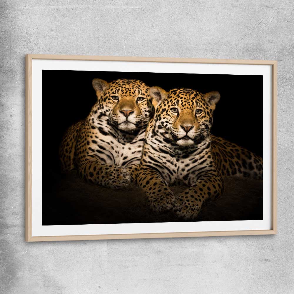 Animal wall art and canvas prints of Calm Jaguar Couple with raw oak glass front frame