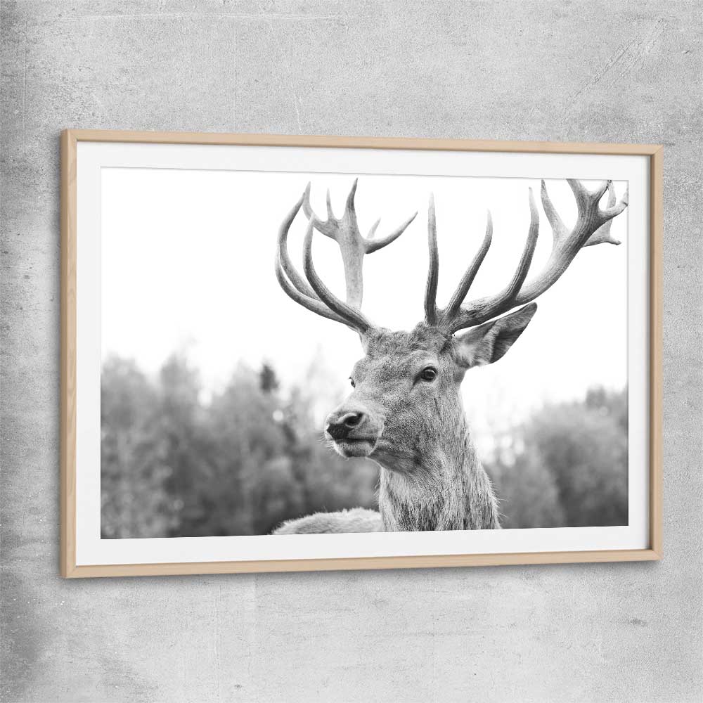Animal wall art and canvas prints of Deer Focus with raw oak glass front frame