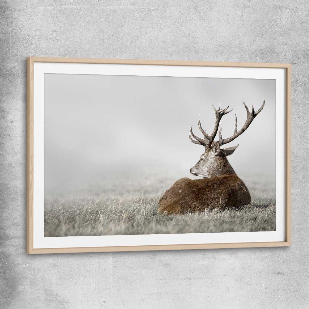 Animal wall art and canvas prints of Deer Solitude with raw oak glass front frame