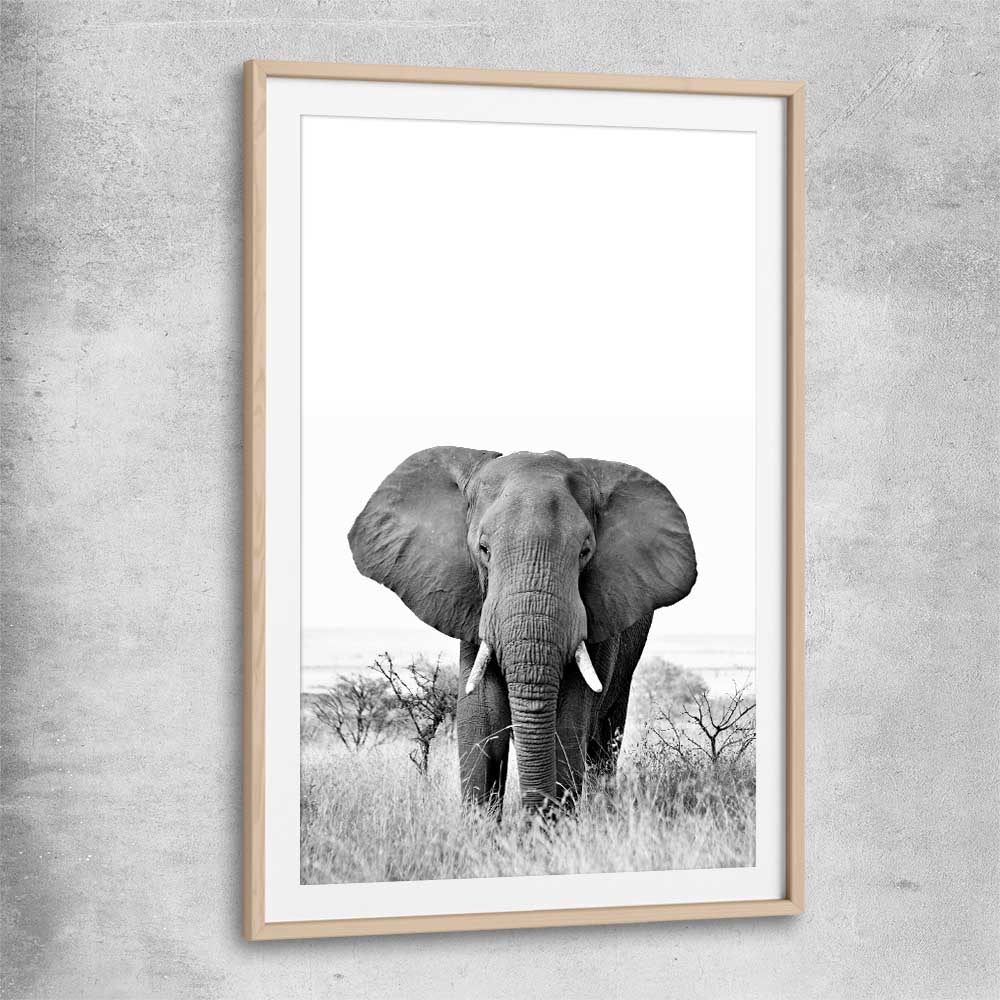 Animal wall art and canvas prints of Elephant Gaze with raw oak glass front frame