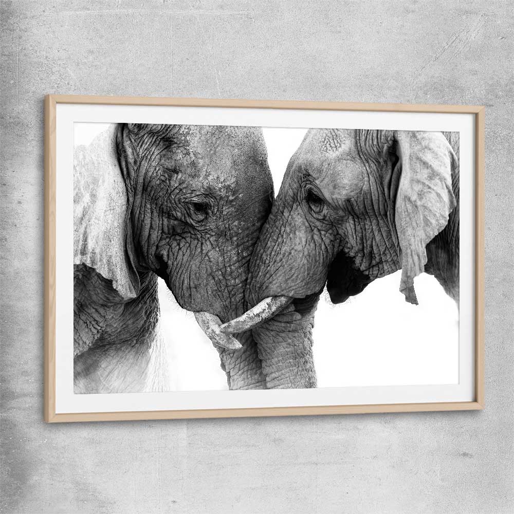 Animal wall art and canvas prints of Elephant Love with raw oak glass front frame