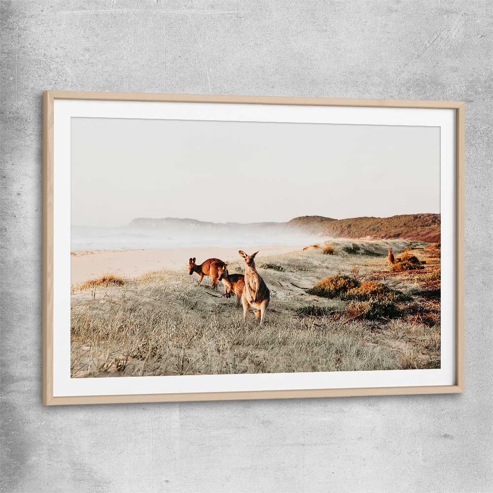 Animal wall art and canvas prints of Grazing Kangaroos with raw oak glass front frame
