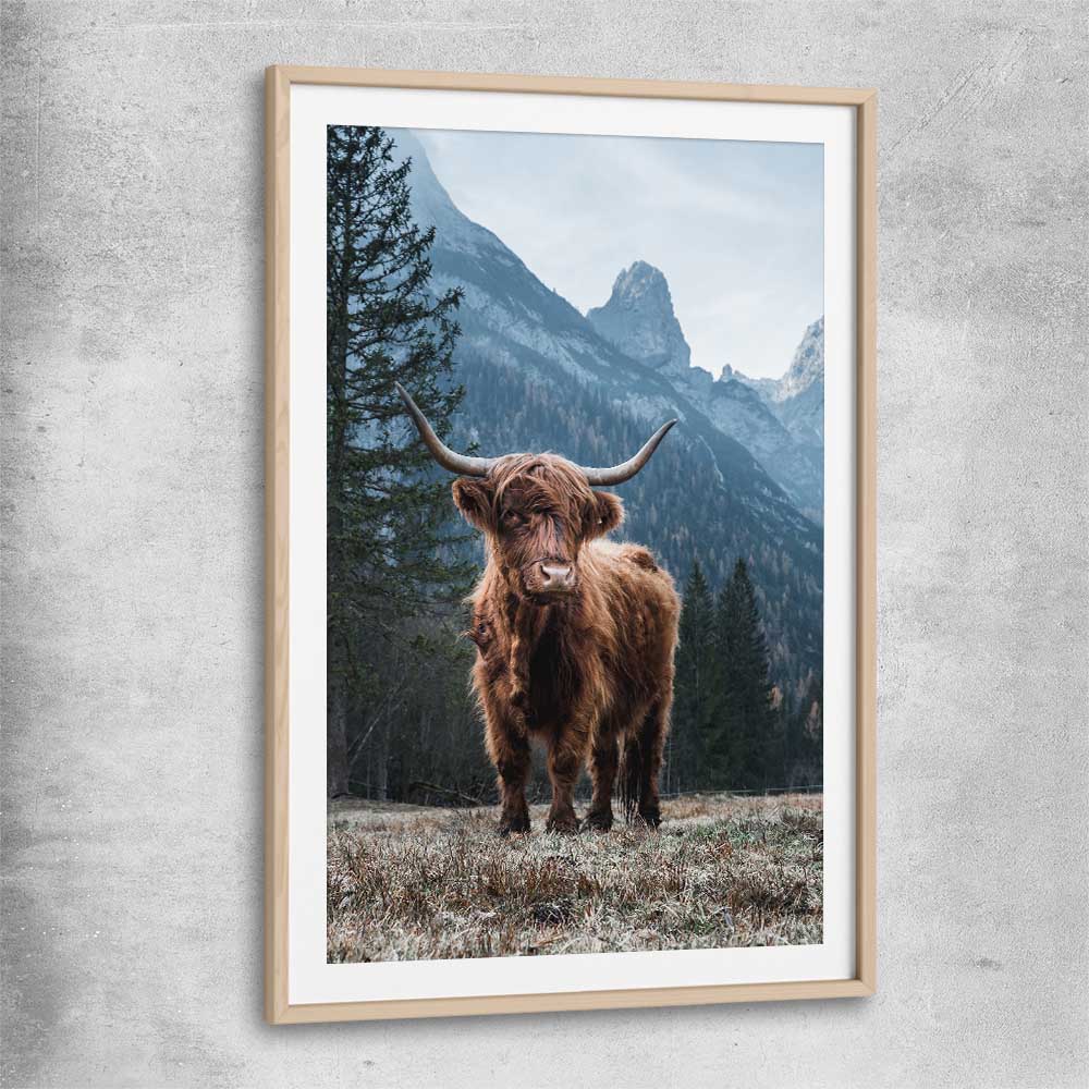 Animal wall art and canvas prints of Growing Highland with raw oak glass front frame