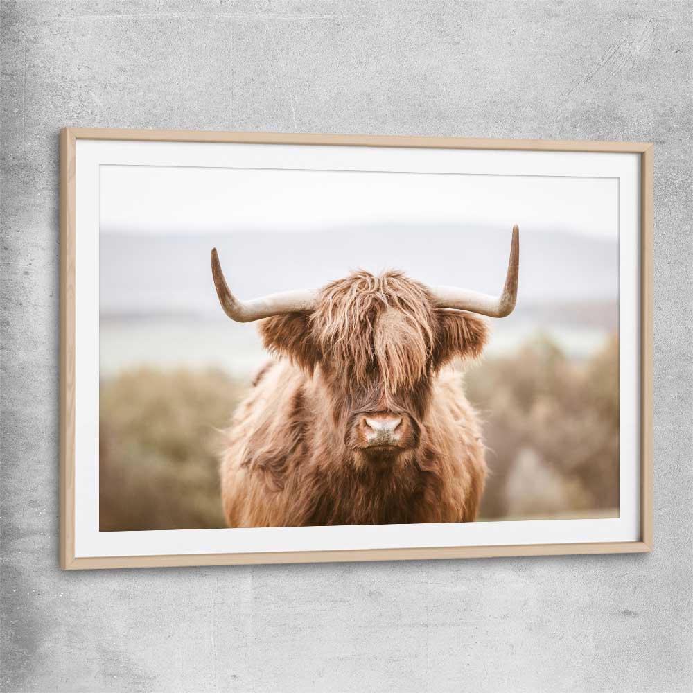Animal wall art and canvas prints of Highland Cow with raw oak glass front frame