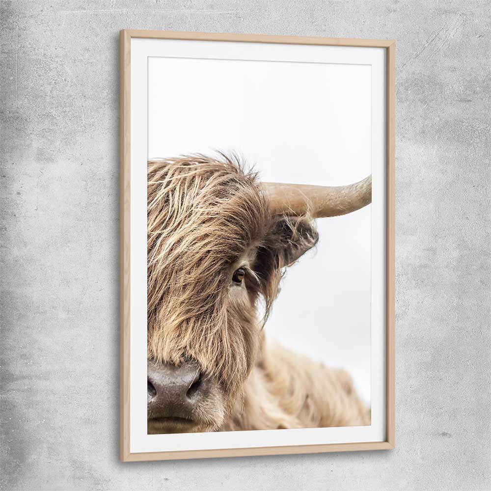 Animal wall art and canvas prints of Highland Graze with raw oak glass front frame