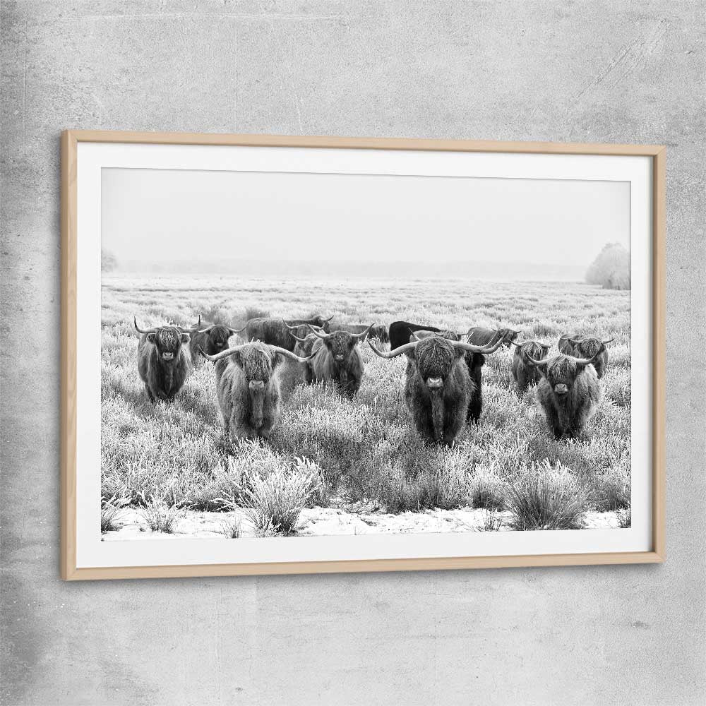 Animal wall art and canvas prints of Highland Monochrome with raw oak glass front frame