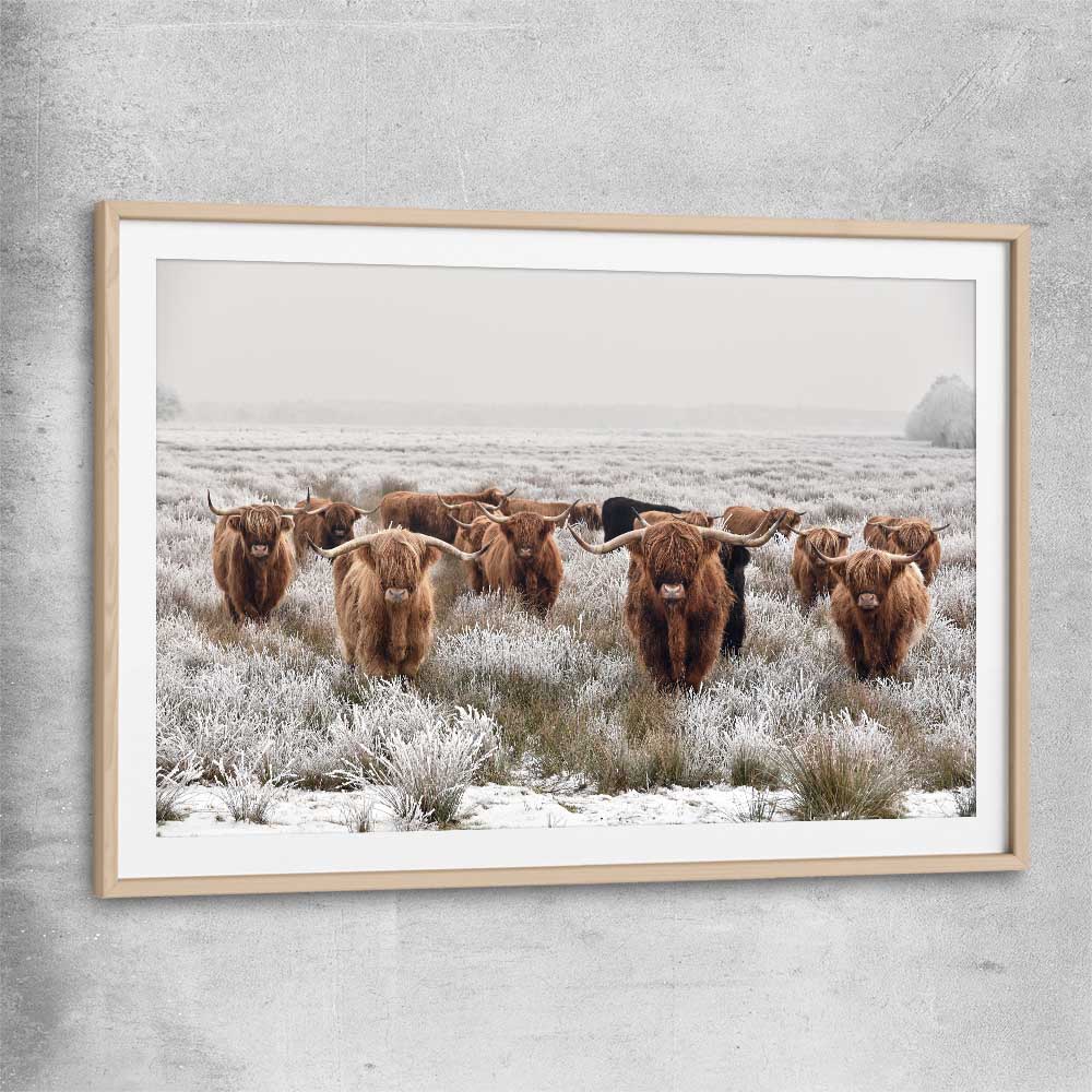Animal wall art and canvas prints of Highland Ranges with raw oak glass front frame