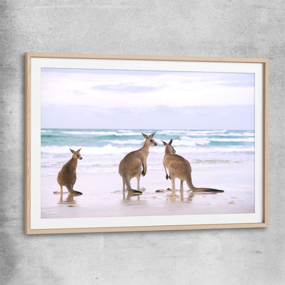 Animal wall art and canvas prints of Kangaroo Couple with raw oak glass front frame