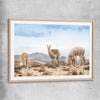 Animal wall art and canvas prints of Llamas in Peru with raw oak glass front frame