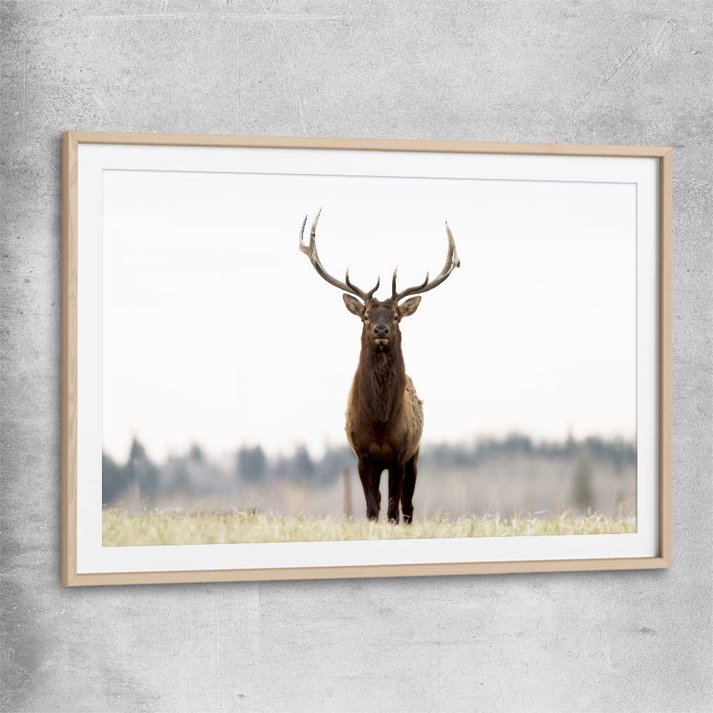 Animal wall art and canvas prints of Lone Deer with raw oak glass front frame