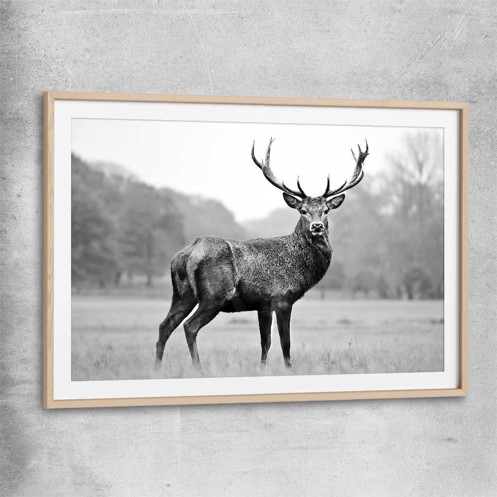 Animal wall art and canvas prints of Majestic Red Deer with raw oak glass front frame
