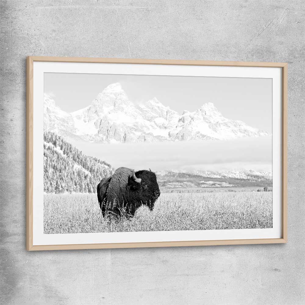 Animal wall art and canvas prints of Mountain Bison with raw oak glass front frame