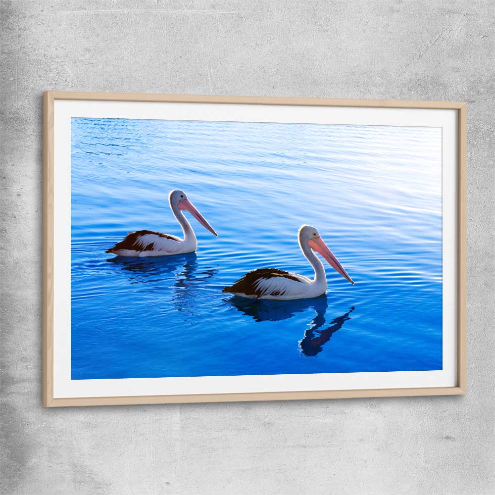 Animal wall art and canvas prints of Pelican Blue Waters with raw oak glass front frame