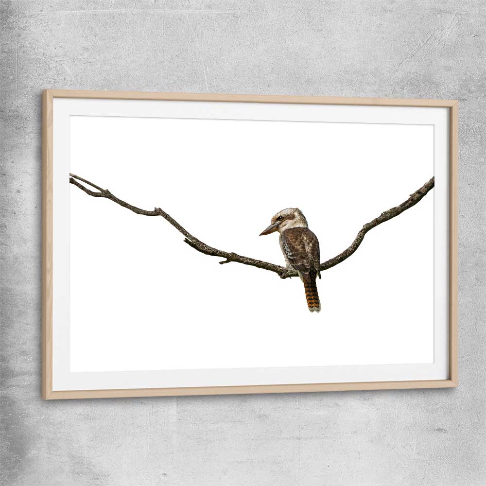 Animal wall art and canvas prints of Perched Kookaburra with raw oak glass front frame