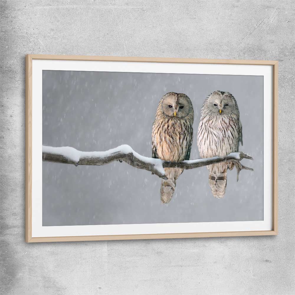 Animal wall art and canvas prints of Perched Owls with raw oak glass front frame