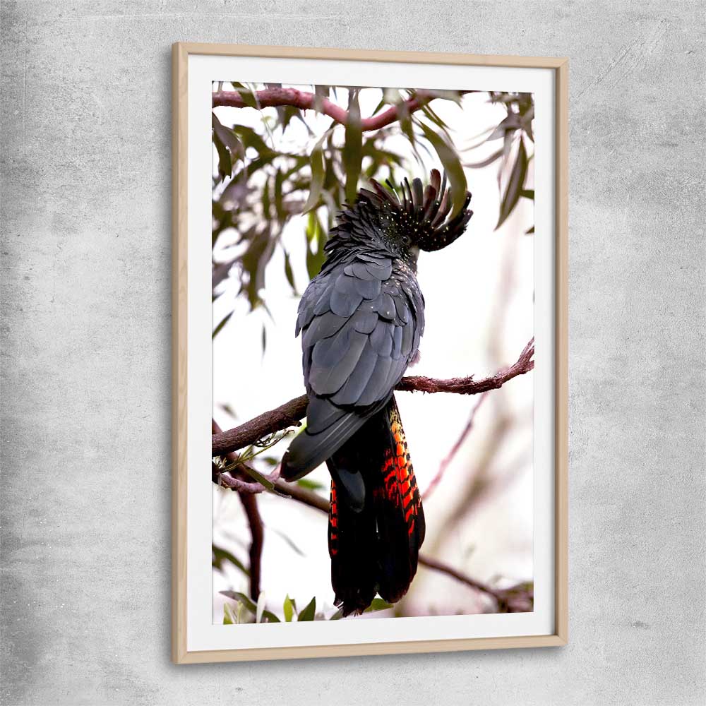 Animal wall art and canvas prints of Red Tail Cockatoo with raw oak glass front frame