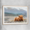 Animal wall art and canvas prints of Relaxing Highland with raw oak glass front frame