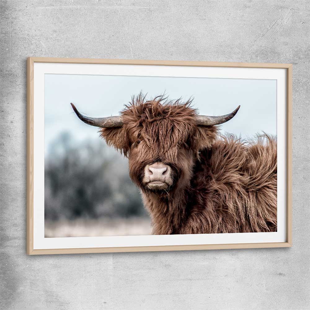 Animal wall art and canvas prints of Scottish Highland with raw oak glass front frame