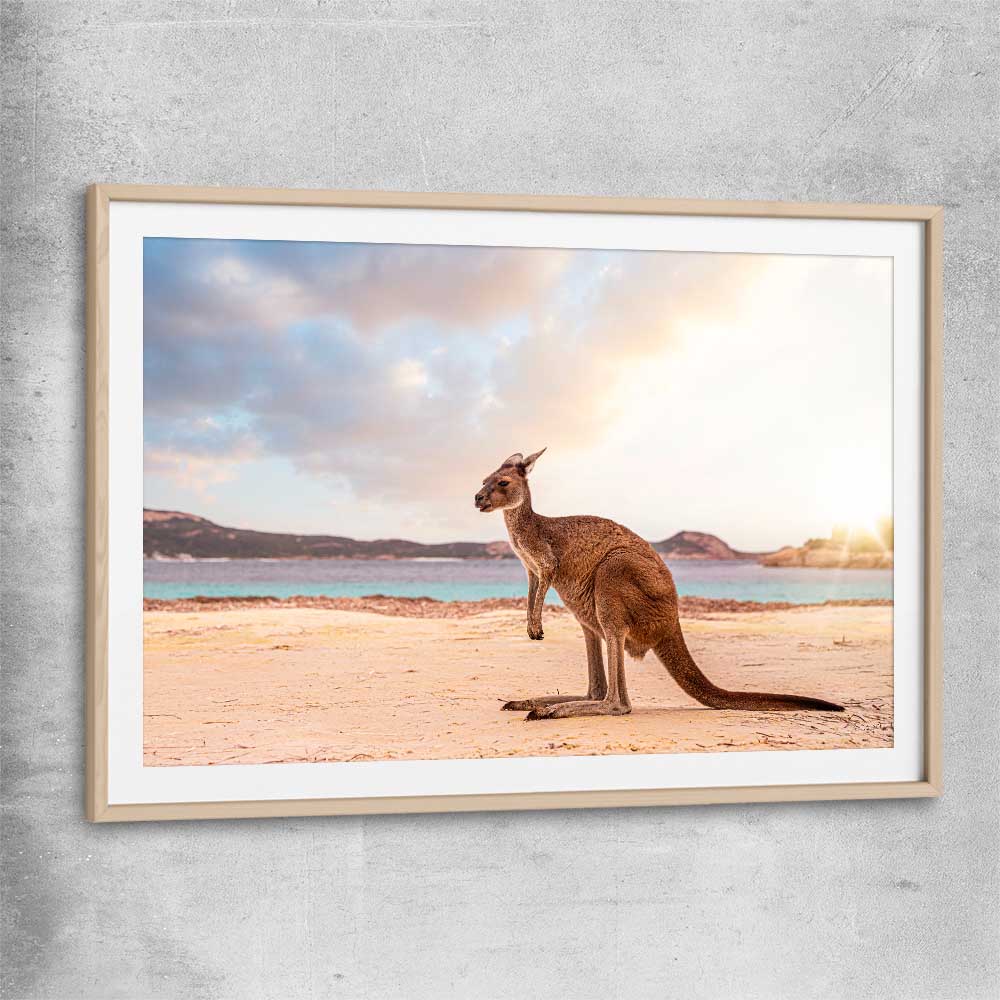 Animal wall art and canvas prints of Sunset Kangaroo Walk with raw oak glass front frame