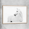 Animal wall art and canvas prints of White Horse with raw oak glass front frame