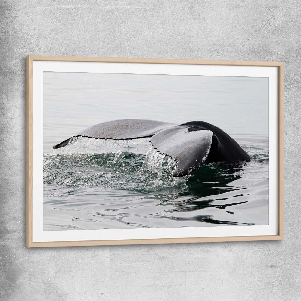 Beach and coastal wall art print of Humpback Whale with raw oak glass front frame