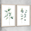 Floral print of Eucalyptus Pair One with raw oak glass front frame