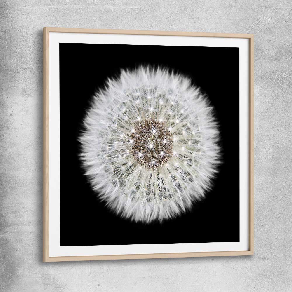 Inspirational wall art print of Isolated Dandelion with raw oak glass front frame